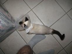 more kittens